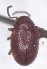 Eucolaspis jucunda