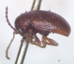 Eucolaspis jucunda