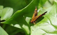 Metisella metis
