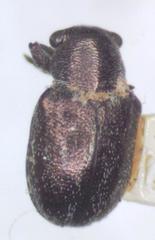 Graphops curtipennis