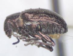 Graphops curtipennis