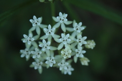 Asclepias angustifolia