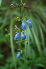 Salvia jaimehintoniana
