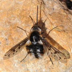 Triplasius
