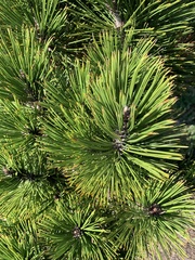 Pinus heldreichii