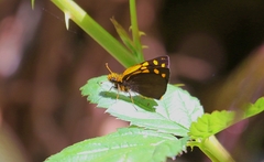 Metisella metis