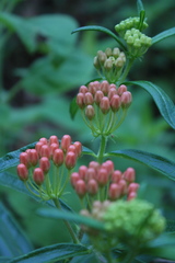 Asclepias tuberosa interior
