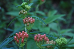 Asclepias tuberosa interior