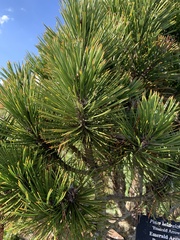Pinus heldreichii