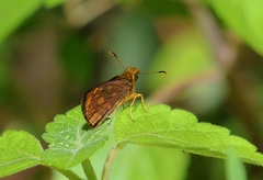 Metisella metis