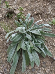 Stachys cretica