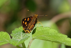Metisella metis