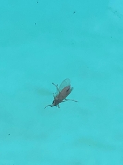 Nysius raphanus
