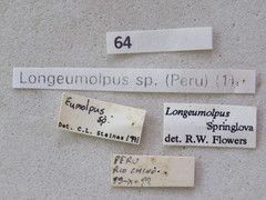 Longeumolpus