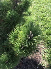 Pinus heldreichii