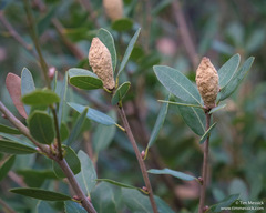 Heteroecus melanoderma