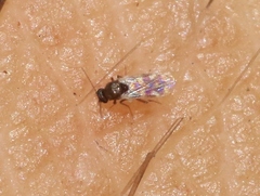Culicoides