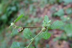 Phytoptus avellanae