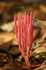 Clavaria schaefferi