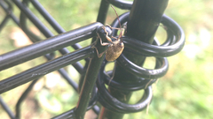 Curculio proboscideus