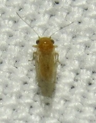 Heteropsylla