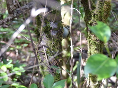 Acanthisitta chloris
