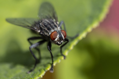 Sarcophagidae