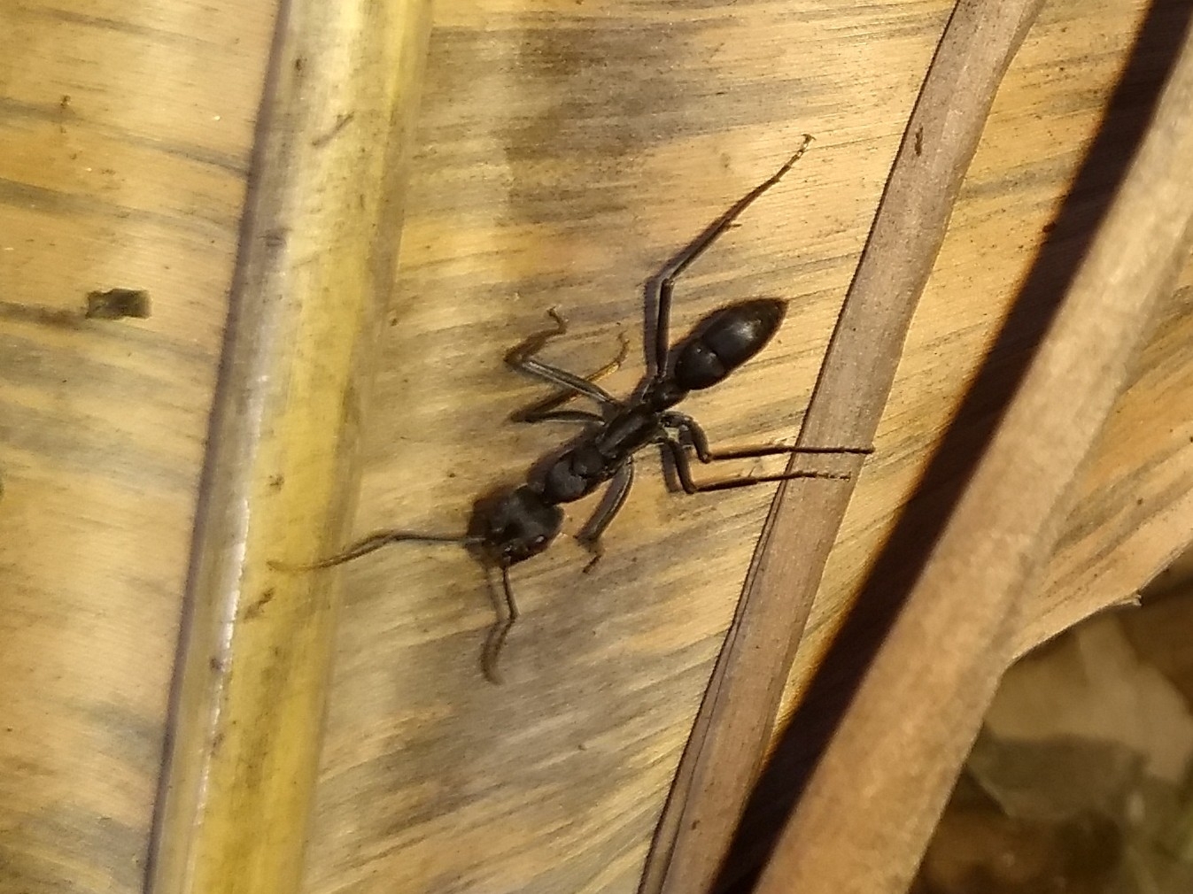 Neoponera apicalis