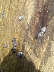 Echinolittorina placida