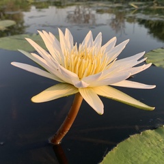 Nymphaea nouchali image