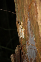 Osteocephalus planiceps
