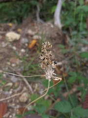 Allium paniculatum