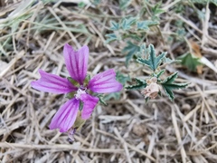 Malva sylvestris sylvestris