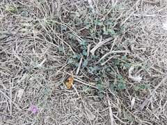 Malva sylvestris sylvestris