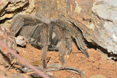 Phormictopus cancerides