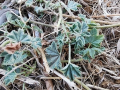 Malva sylvestris sylvestris
