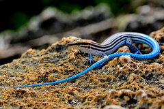Pholidoscelis lineolatus