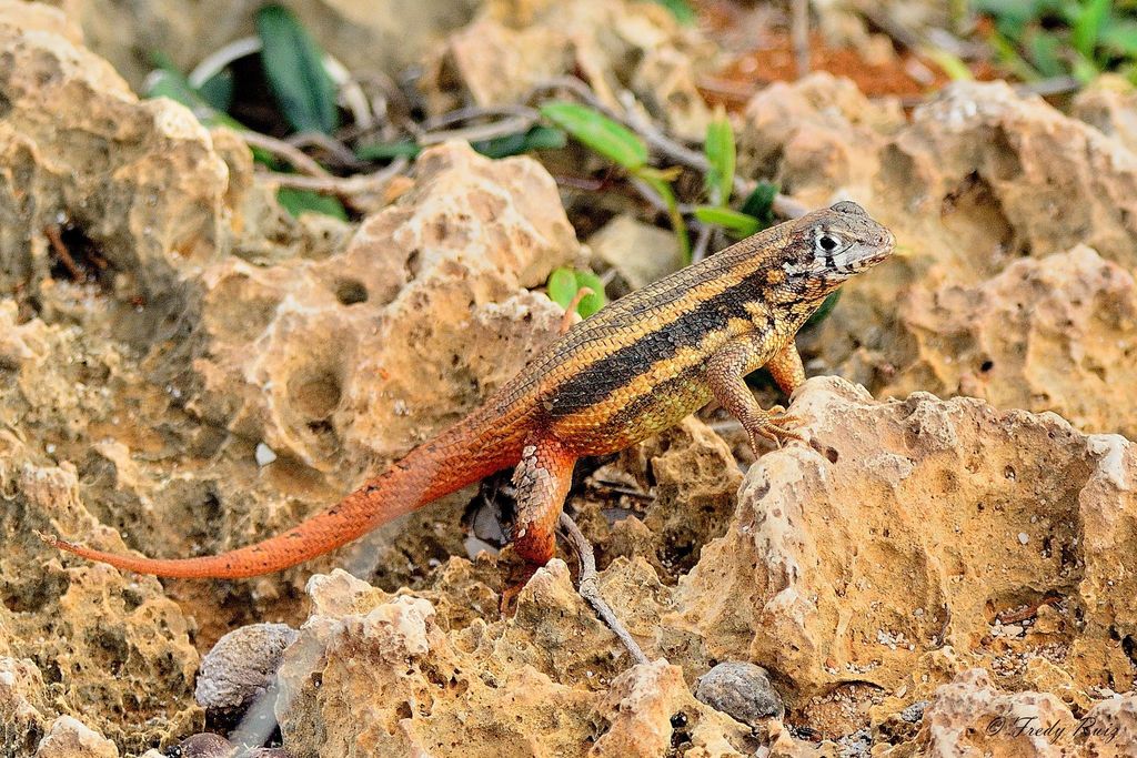 Barahona Curlytail Lizard