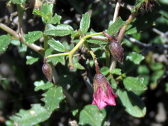 Hermannia spinosa
