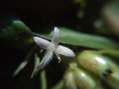 Diodia