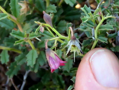 Hermannia spinosa