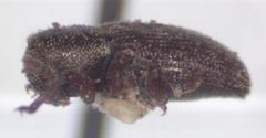 Pachnephorus