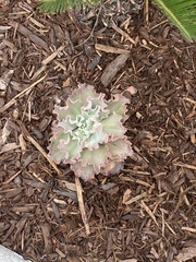 Gibbiflorae