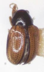 Pagria flavopustulata