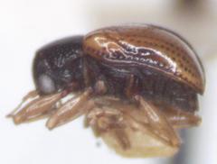 Pagria flavopustulata