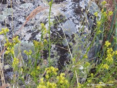 Silene gallica