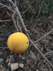 Solanum myriacanthum