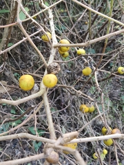 Solanum myriacanthum