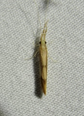 Triaenodes marginatus