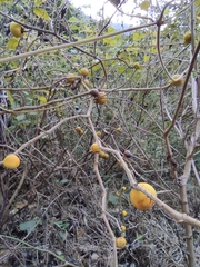 Solanum myriacanthum